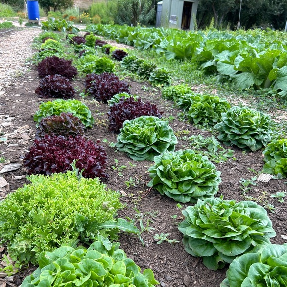 Meet your Posher, Leah - Picture 3 of 12